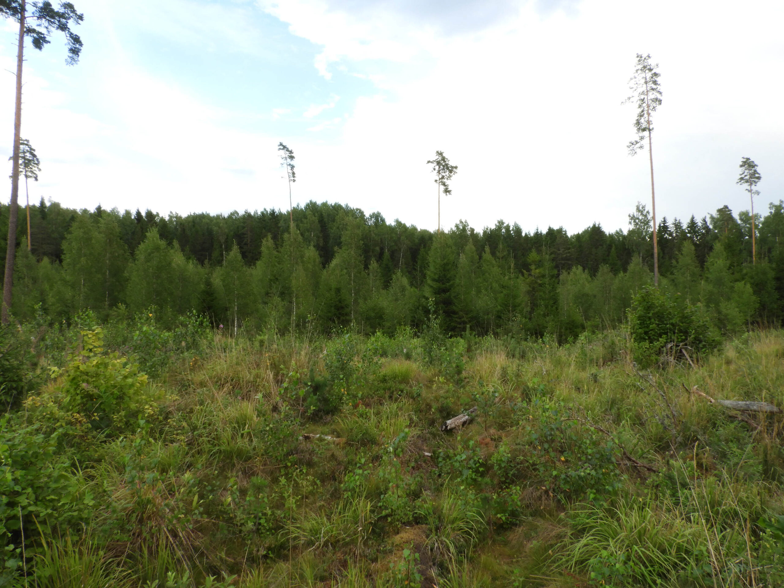 Read more about the article Juuli 2018 metsandussektoris – metsade mõju kliimale ja muutused puiduturus
