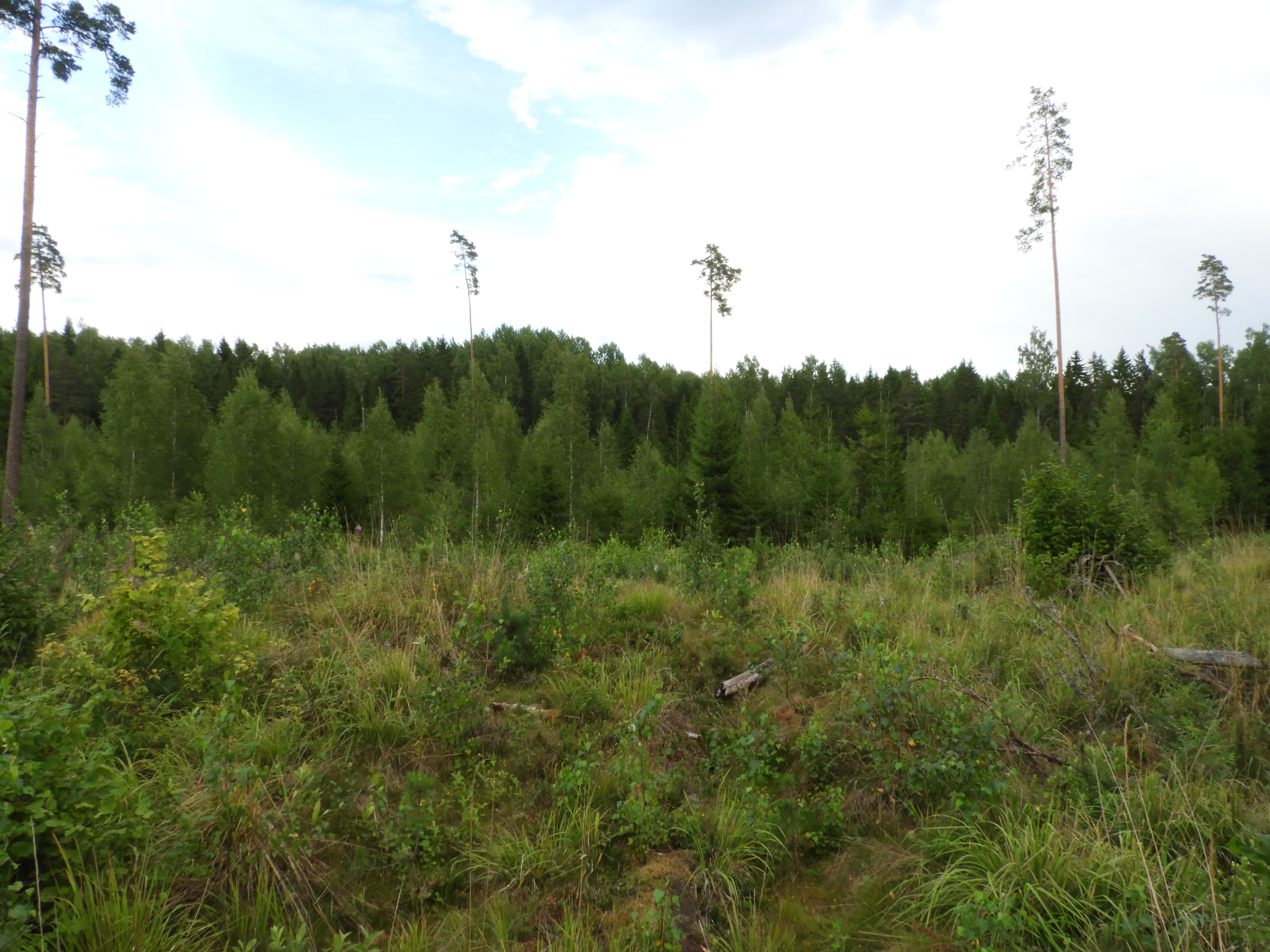 Read more about the article Juuli 2018 metsandussektoris – metsade mõju kliimale ja muutused puiduturus