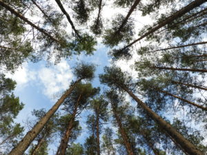 August 2018 metsandussektoris – muutused puiduturul ning metsameeste-ja teadlaste arvamus metsandusest